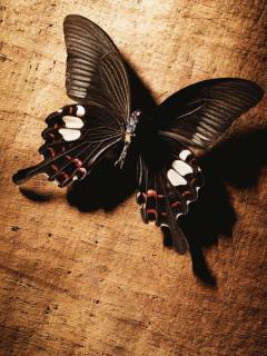 butterfly7_8e9je5u1.jpg