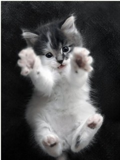 me--ow_wnh8nvvw.jpg