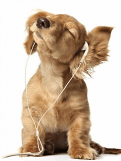 musicaldog_fjz1arsj.jpg