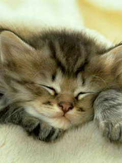 sleepingca_9lunyoew.jpg
