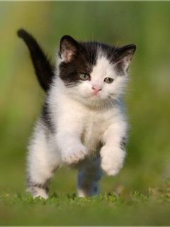 sweetkitte_hldl9msw.jpg
