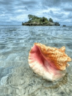shell_fxlbfyf5.jpg