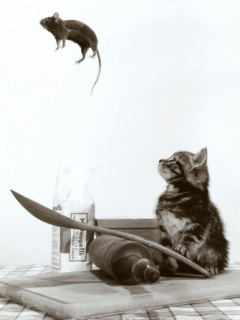 cat-and-mo_hkrnj8y2.jpg