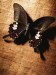 butterfly7_8e9je5u1.jpg