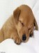 dogtired_zqye6pw9.jpg