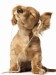 musicaldog_fjz1arsj.jpg