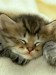 sleepingca_9lunyoew.jpg
