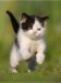 sweetkitte_hldl9msw.jpg