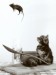 cat-and-mo_hkrnj8y2.jpg